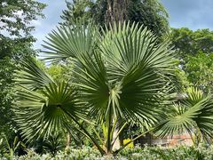 -中国科学院西双版纳热带植物园