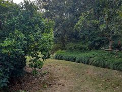 -昆山城市生态森林公园