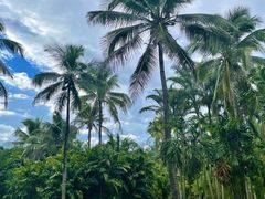 -中国科学院西双版纳热带植物园