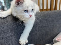 -艾吉宠物医院·疑难杂症转诊中心·猫友好(碧江路院)