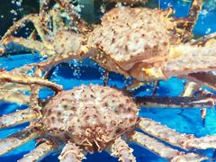 -徐记海鲜·宴会(大唐西市|丰庆店)