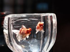 -香然会·园林雅宴(陆家嘴店)