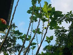 -杨厝六十六农庄农舍(杨厝路店)