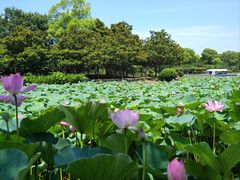 -上海鲜花港