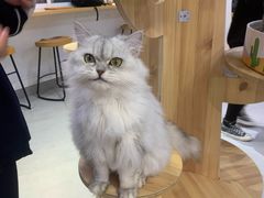 -Heymao猫咖.咖啡厅(东门店)