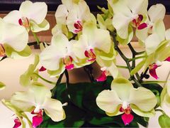 iphone_upload_pic-上海静安香格里拉大酒店