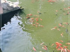 -豫园湖心亭茶楼
