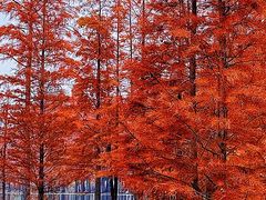 -白鹭湾湿地公园