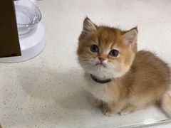 -糯米喵星人总部直营旗舰店·猫舍·幼猫出售