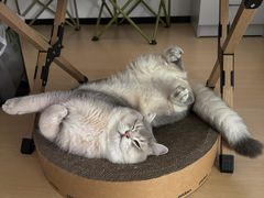 -博特宠物医院24h犬猫全科.骨科·异宠