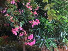 -香香海南菜餐厅