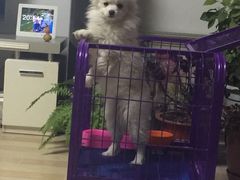 -宠颐生中康贝怡动物医院
