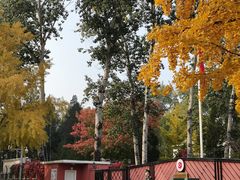 -三里屯东五街银杏大道