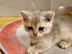 -青奢宠物·青奢猫舍