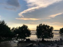 -宝安西湾红树林湿地公园