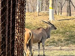 -北京野生动物园