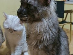 -Meowの猫咖(万家丽店)