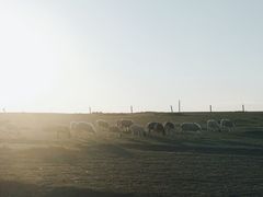 -希拉穆仁草原