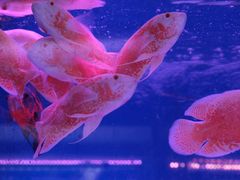 -青石桥花鸟鱼虫市场(叠翠城店)