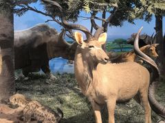 -国家自然博物馆