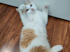 -佳雯宠物医院·皮肤科·内外科(春晓路分院)