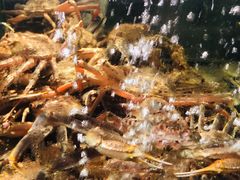 -蟹之国·精品蟹料理(极地店)