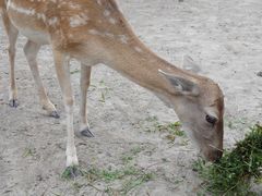 -北京麋鹿生态实验中心