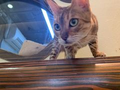 -more than meow吴止猫主题餐厅(承德 中船汇店)