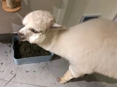 -Heymao猫咖.咖啡厅(东门店)