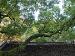 -上海醉白池公园