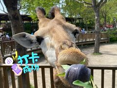 -上海野生动物园