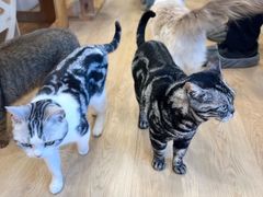 -有喵·猫咖·狗咖·30几只猫10只小狗(岗厦店)