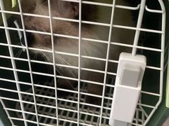 -伟伟宠物医院·瑞派猫友好医院·猫科(光谷店)