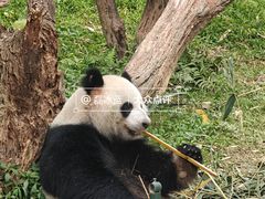 -广州长隆野生动物世界