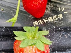 -丹樱生态园