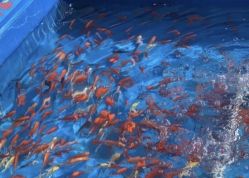 -萌宠亲子动物乐园(槐房万达店)