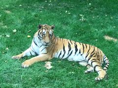 -北京野生动物园