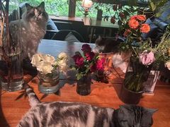 -咖法森林·咖啡  酒吧(天河店)