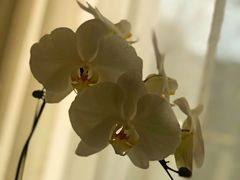 -子霖南山鲜虾面(南山总店)