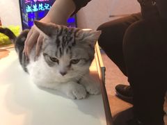 -AOE 火焰 剧本密室狼人杀