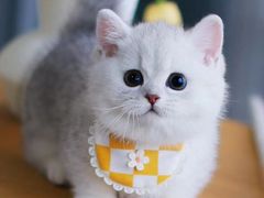 -欣宠猫屋·矮脚拿破仑·蓝金金渐层