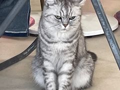 -共舞时光猫咖·狗咖(新街口店)