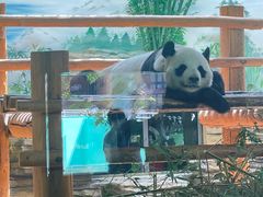 -西霞口神雕山野生动物世界