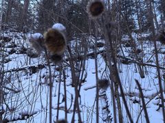 -峡谷浮石林景区