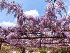 -嘉定紫藤园