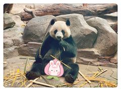 -广州长隆野生动物世界