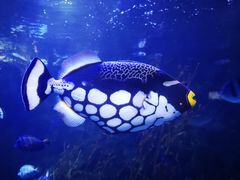 -太平洋海底世界