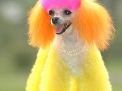 -家有小宠宠物美容(双楠街店)