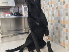 -骐奇宠物诊疗中心(南亭公路店)