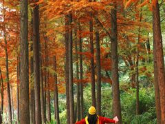 -重庆彩云湖湿地公园